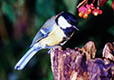 Parus major